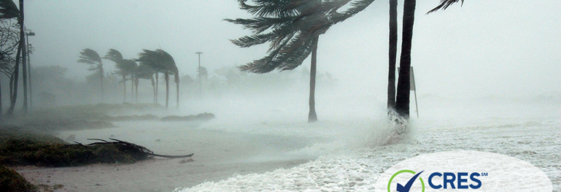 ocean and palm trees hurricane