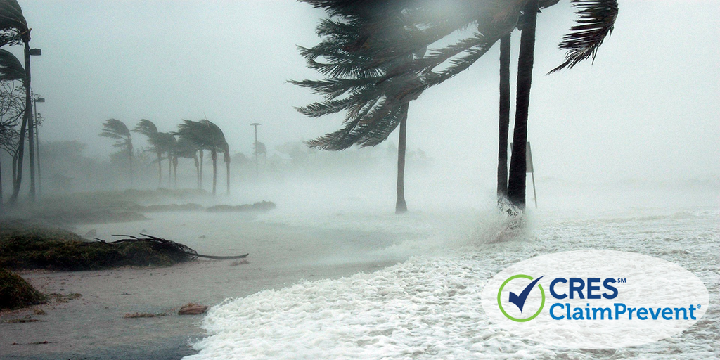 ocean and palm trees hurricane