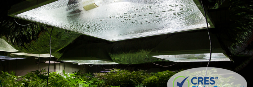 marijuana growing inside with light