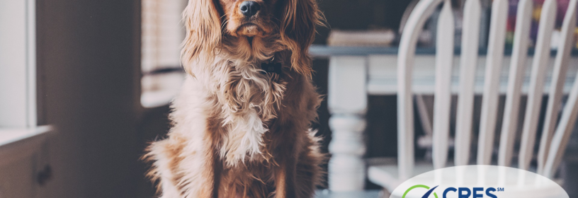Brown dog in house
