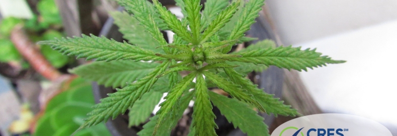 cannabis plant