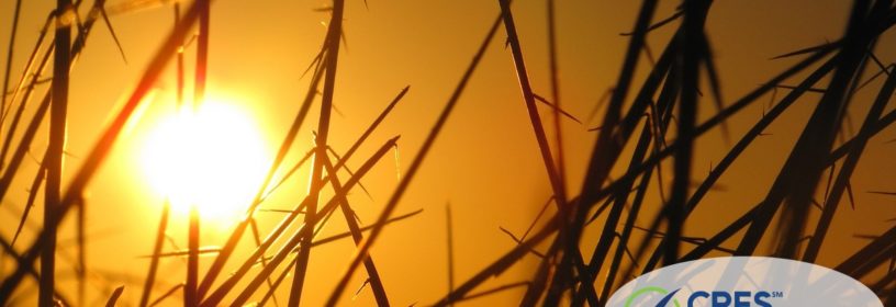 bright sun shining through the grass