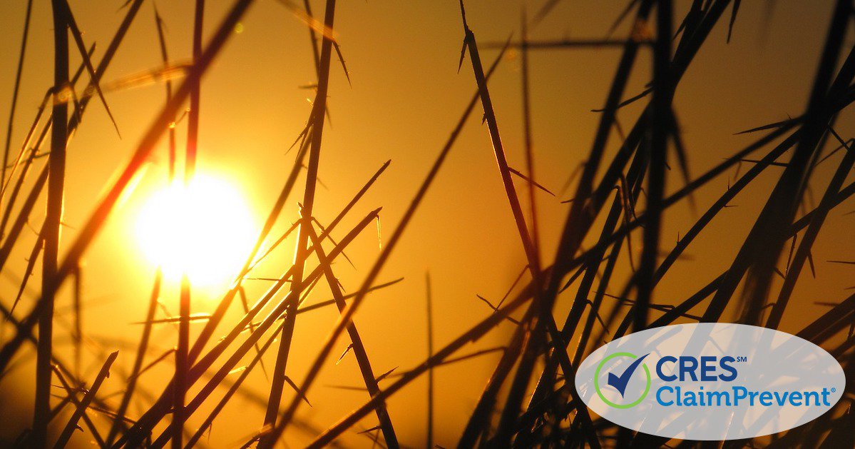 bright sun shining through the grass