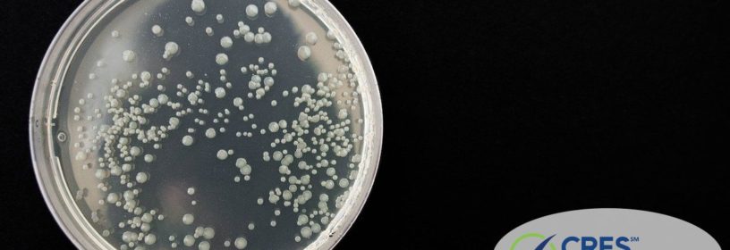 petri dish with bacteria in it