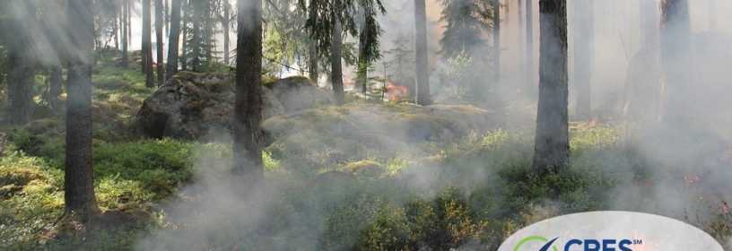 wildfire spreading in woods